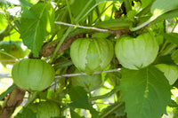 Toma Verde – Tomatillo Seed