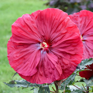 Blackberry Merlot Hibiscus