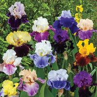 Blue Velvet Bearded Iris Mixture Seeds