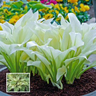 White Feather Hosta