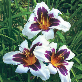 Wild Horses Reblooming Daylily