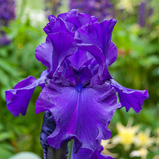 Titan's Glory Bearded Iris Seeds