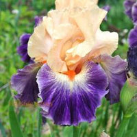 Undercurrent Bearded Iris