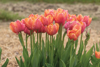 Amazing Parrot – Tulip