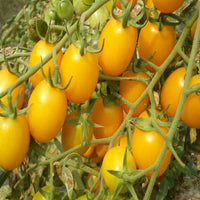 Yellow Mini – Tomato Seed