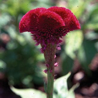 Celosia Chief Scarlet Organic Seeds