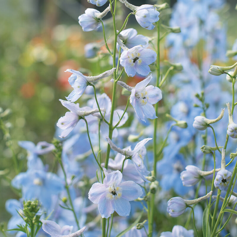 Cliveden Beauty Seed