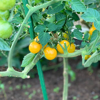 Yellow Mini – Tomato Seed