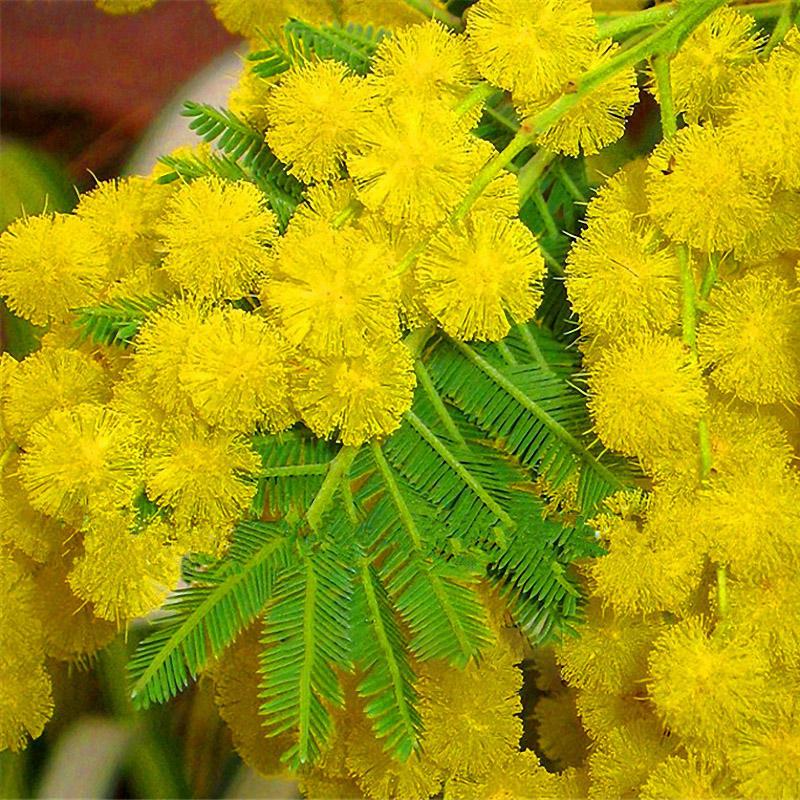 Golden Mimosa Seeds Acacia Baileyana Yellow Wattle Tree Flower S