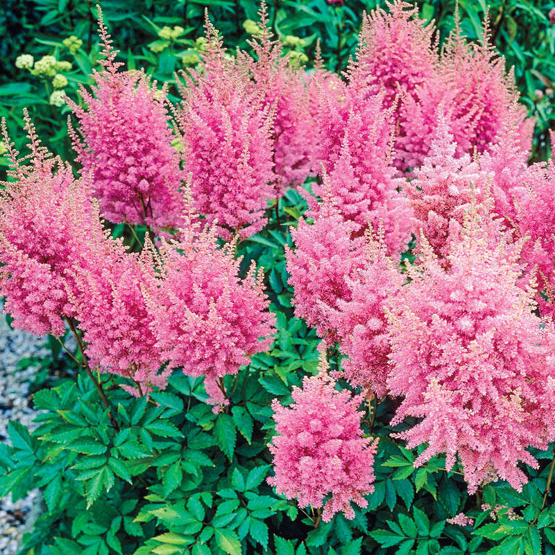 Bowl Brush Astilbe