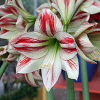 Ambiance Amaryllis  Seeds