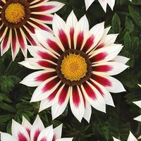 African Daisy Flower Seeds