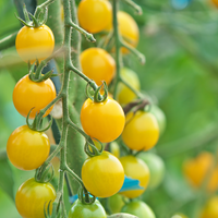 Yellow Mini – Tomato Seed