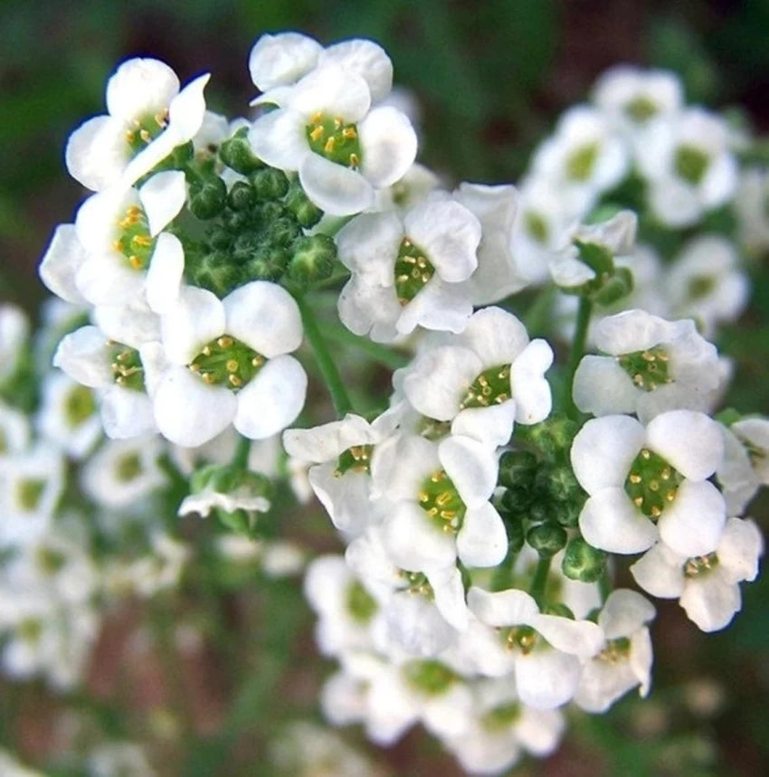 Alyssum Snow Carpet Seeds