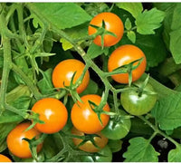 Valencia – Organic Tomato Seed