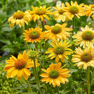 Mellow Yellow Coneflower