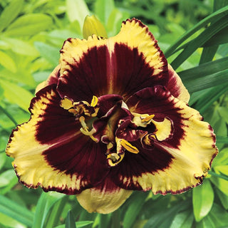 Tiger Blood Reblooming Daylily