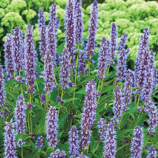 Blue Fortune Anise Hyssop