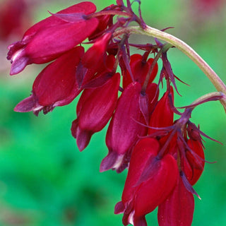 Bacchanal Bleeding Heart