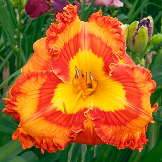 Euphoric Reblooming Daylily