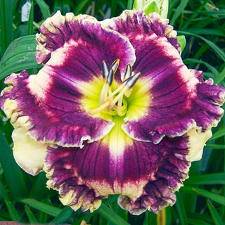 Double Helix Daylily