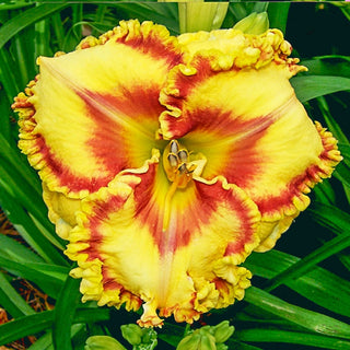 Buntyn's Hot Diggity Dog Reblooming Daylily