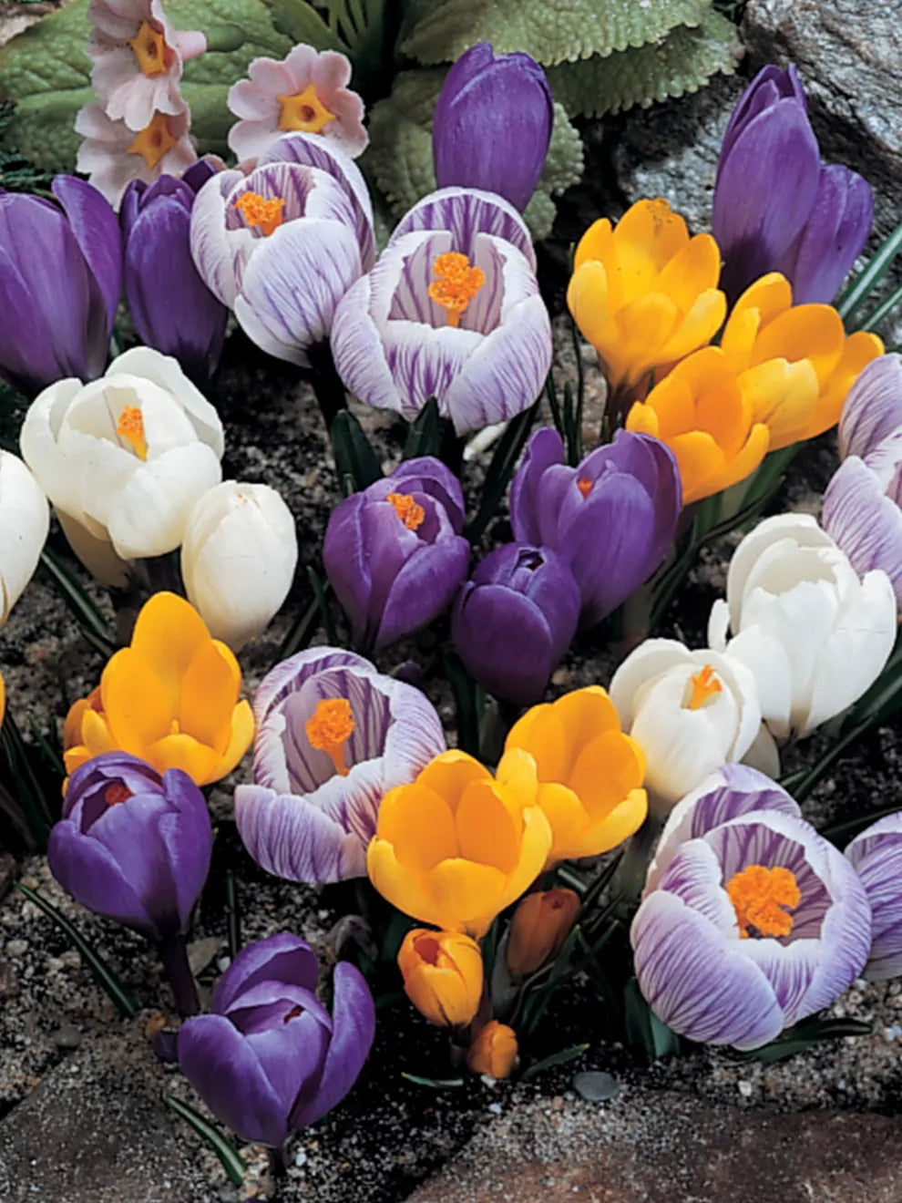 Three Cheers Snow Crocus Mixture Seeds