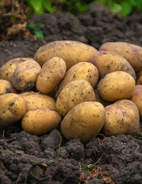 Certified Seed Potato- Dutch Cream