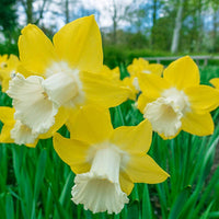 Teal Daffodil Seeds