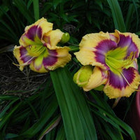 Fancy Face Daylily Mixture