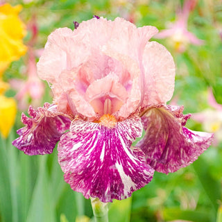 Anaconda Love Bearded Iris