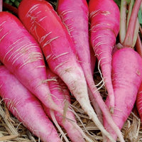 Radish- China Rose