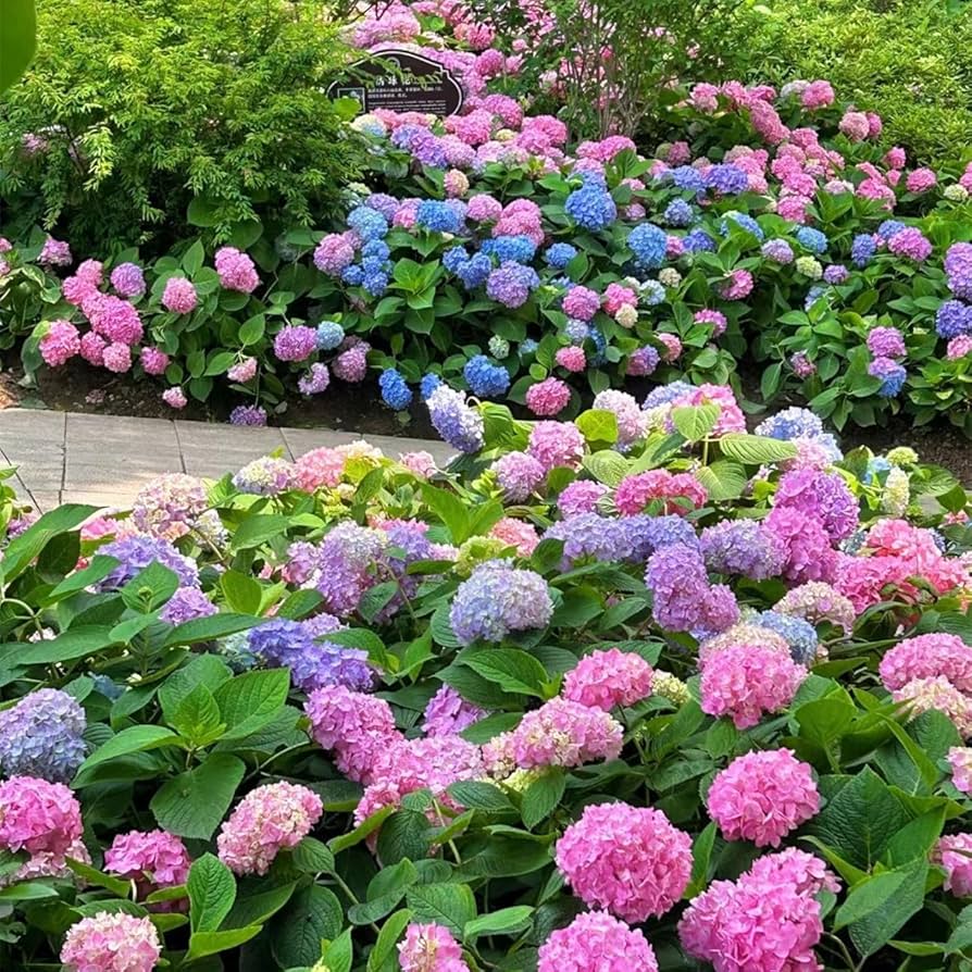 Verbena Four Seasons Hydrangea Seeds