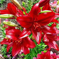 Asiatic Lily Red Bulb