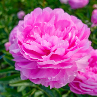 Vivid Rose Peony