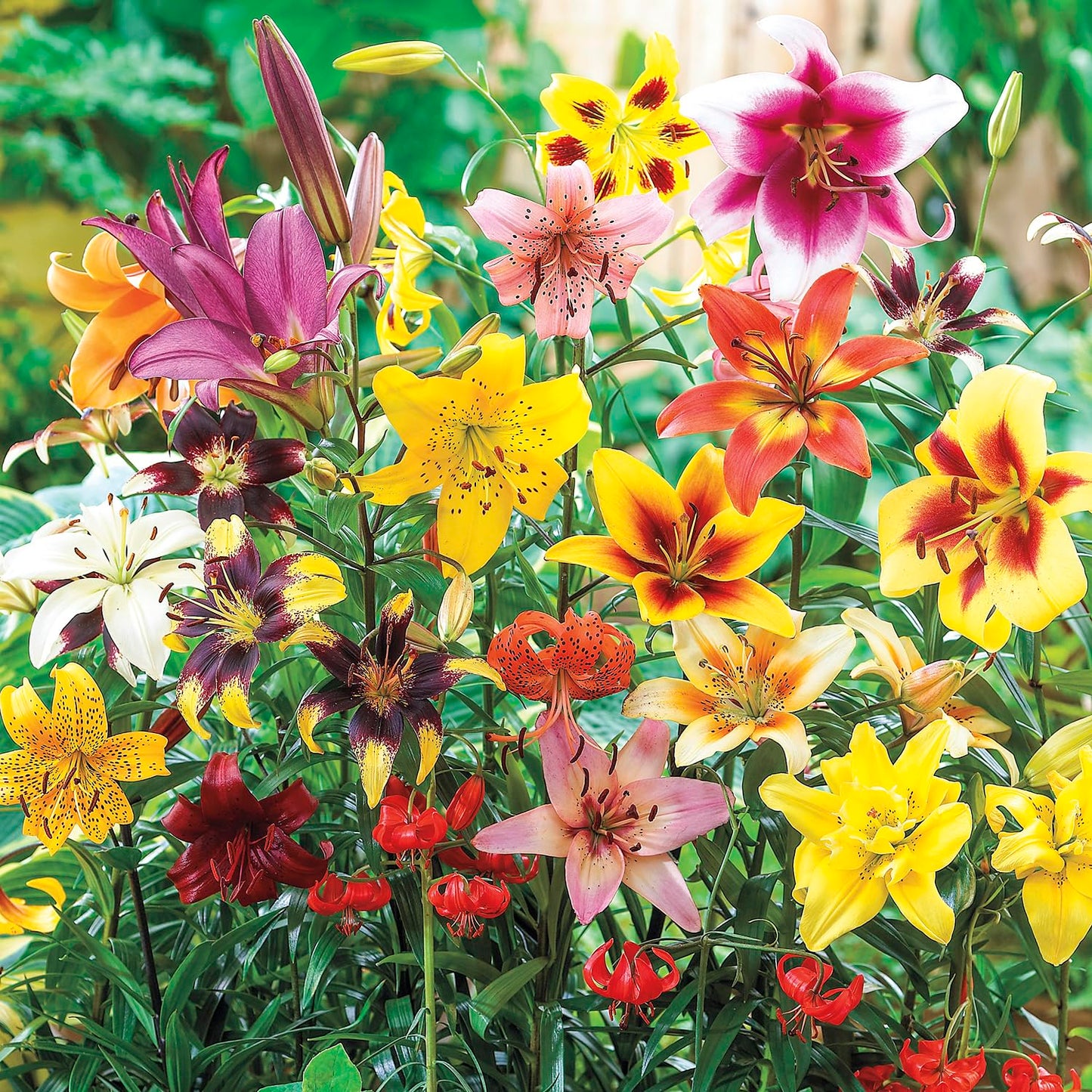 All Season Lily Mixture