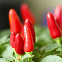 Chilli- Piri Piri