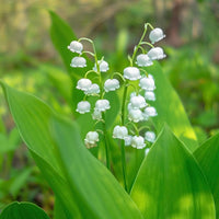 Convallaria Lily of the Valley Mix Color Bulb