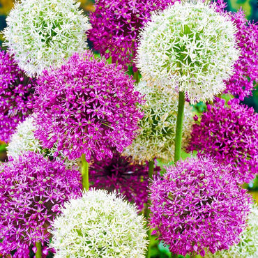 Alliums Mixture Seeds