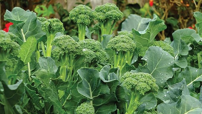 Atlantis – Sprouting Broccoli Seeds