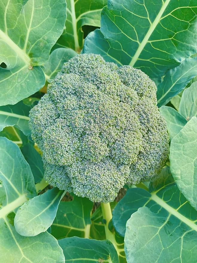 Atlantis – Sprouting Broccoli Seeds