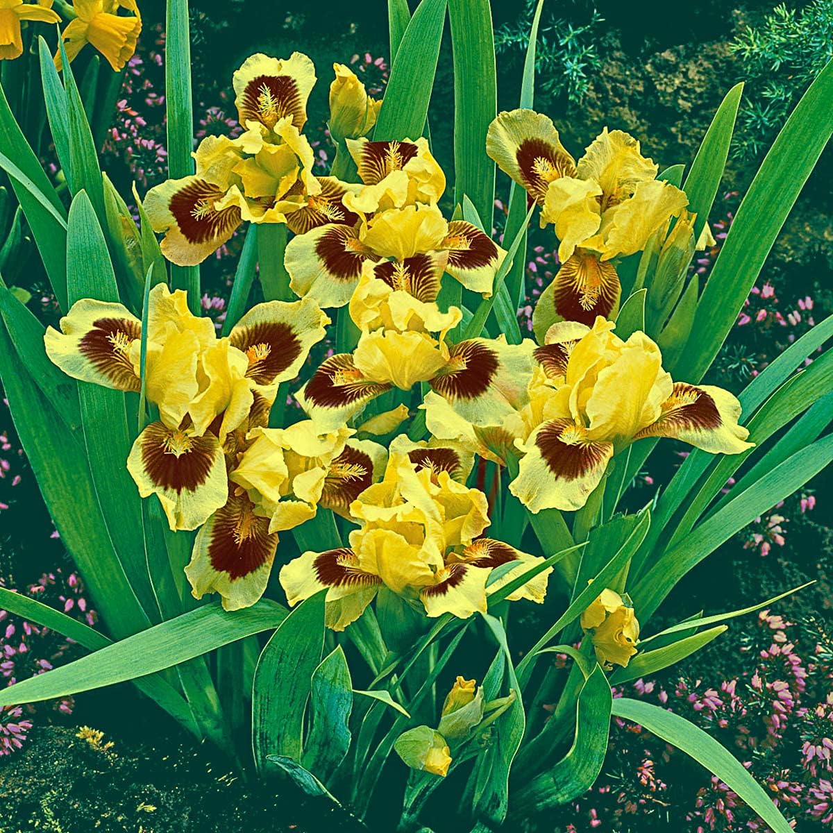 Ultimate Dwarf Bearded Iris Seeds