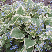 Variegata Siberian Bugloss