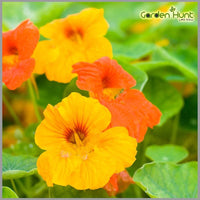 Kaleidoscope Mix – Organic Nasturtium Seed