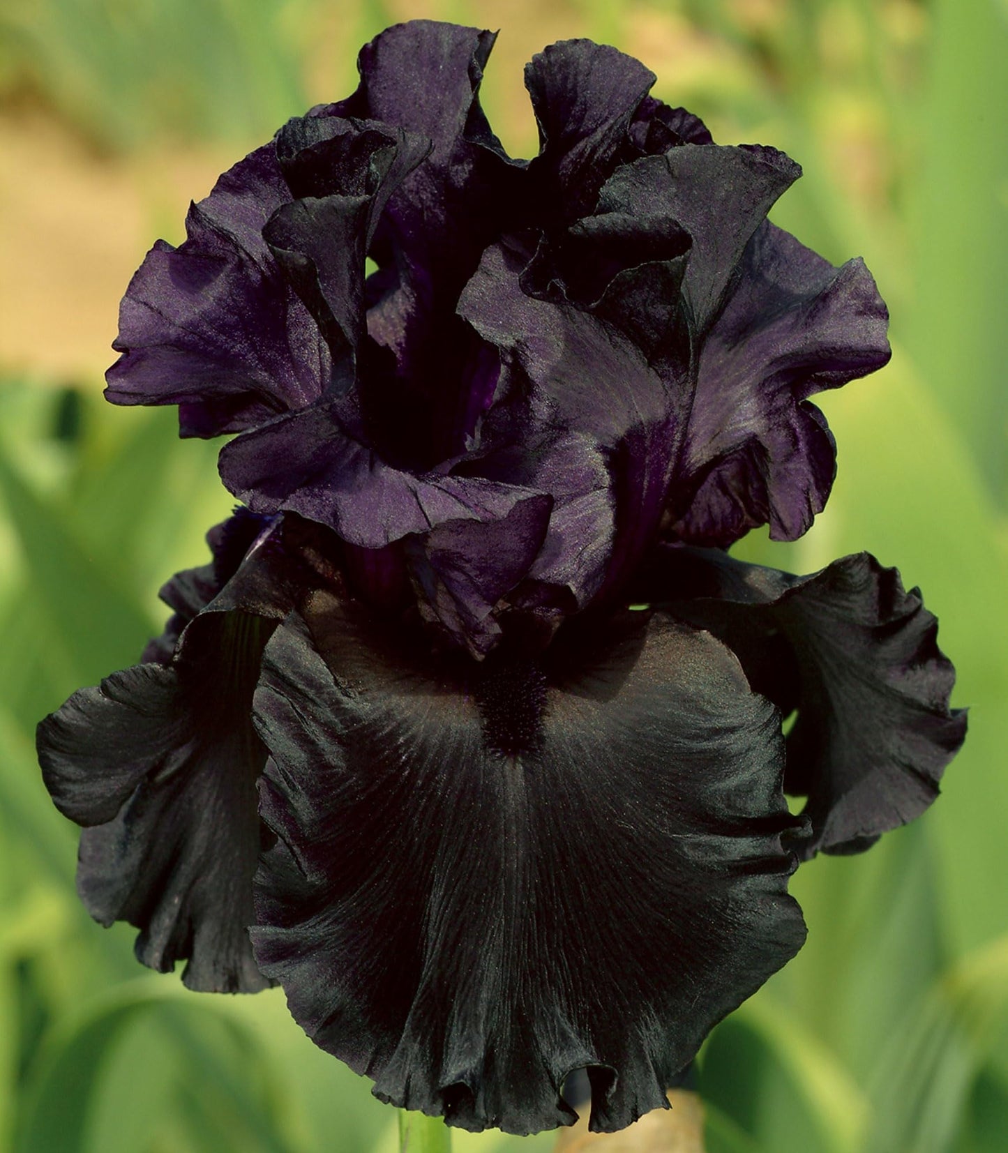 Black Is Black Bearded Iris Seeds