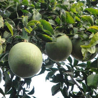 Aegle Marmelos, Bel Tree, Bilva Patra - Seeds