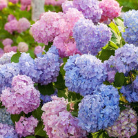 Verbena Four Seasons Hydrangea Seeds