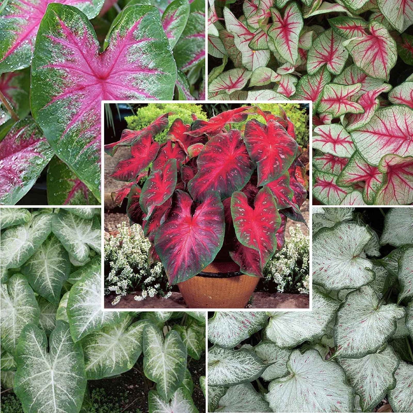 Tropical Caladium Collection