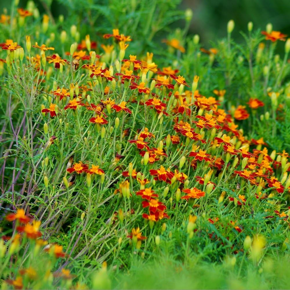 Red Gem – Marigold Seed