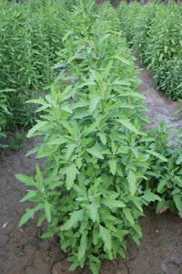 Bathuya, Bathua Vegetable Seeds